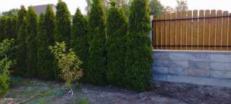 Sprzedam tuje Gizałki - zdjęcie 2