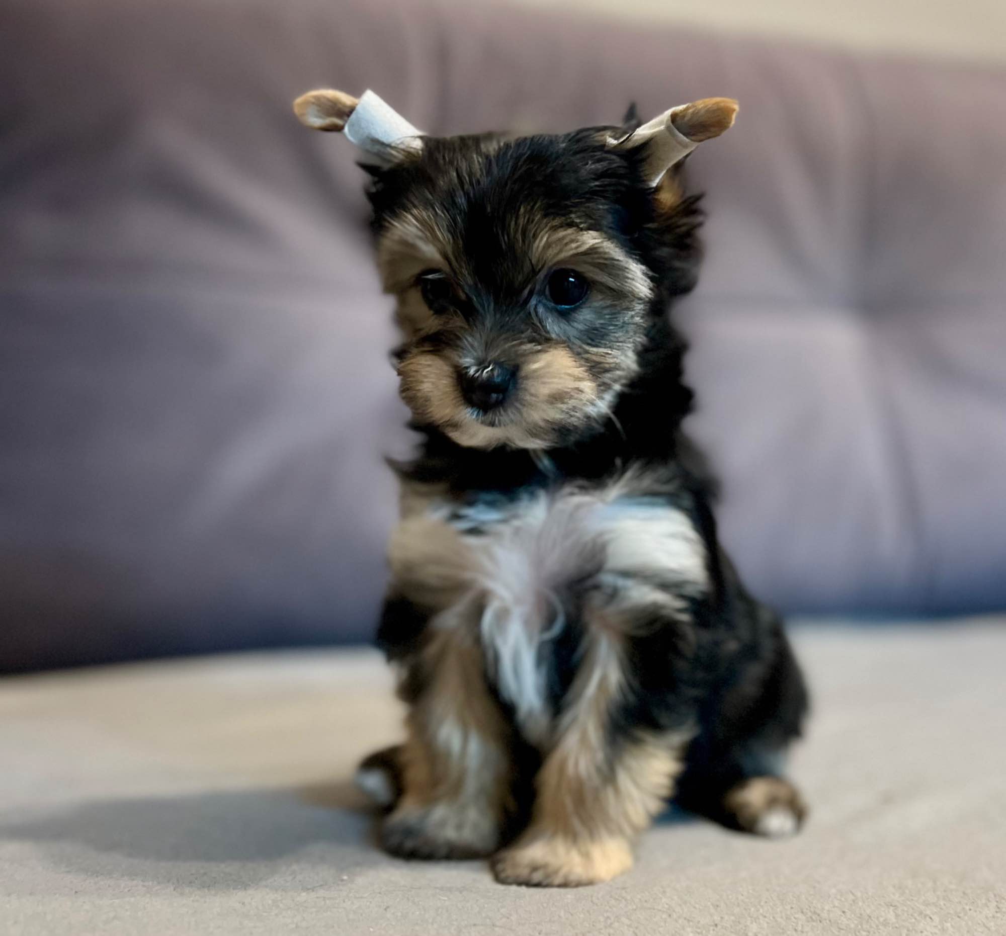 Yorkshire terrier Gdańsk - zdjęcie 6