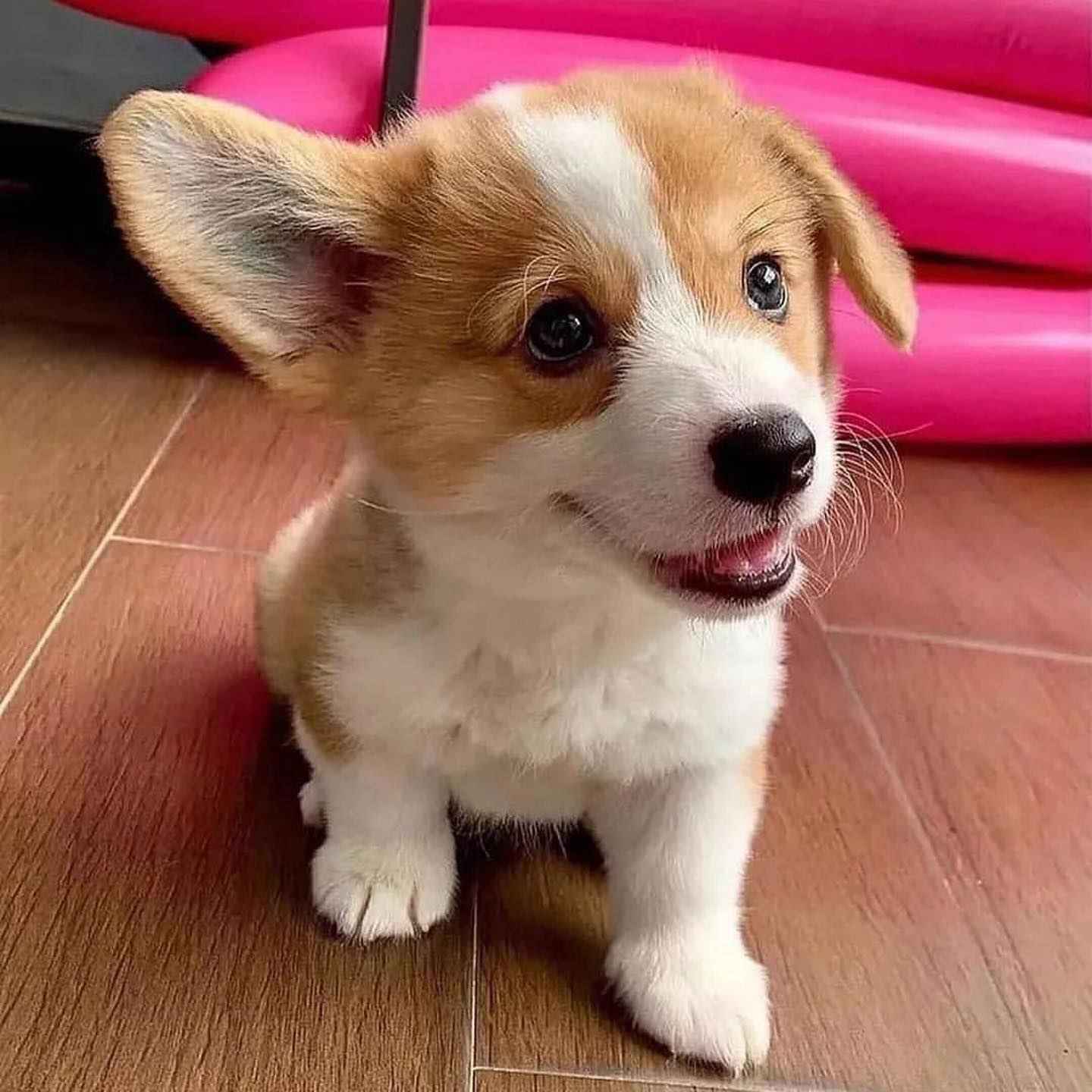 Szczenięta Pembroke Welsh Corgi. Huby - zdjęcie 1