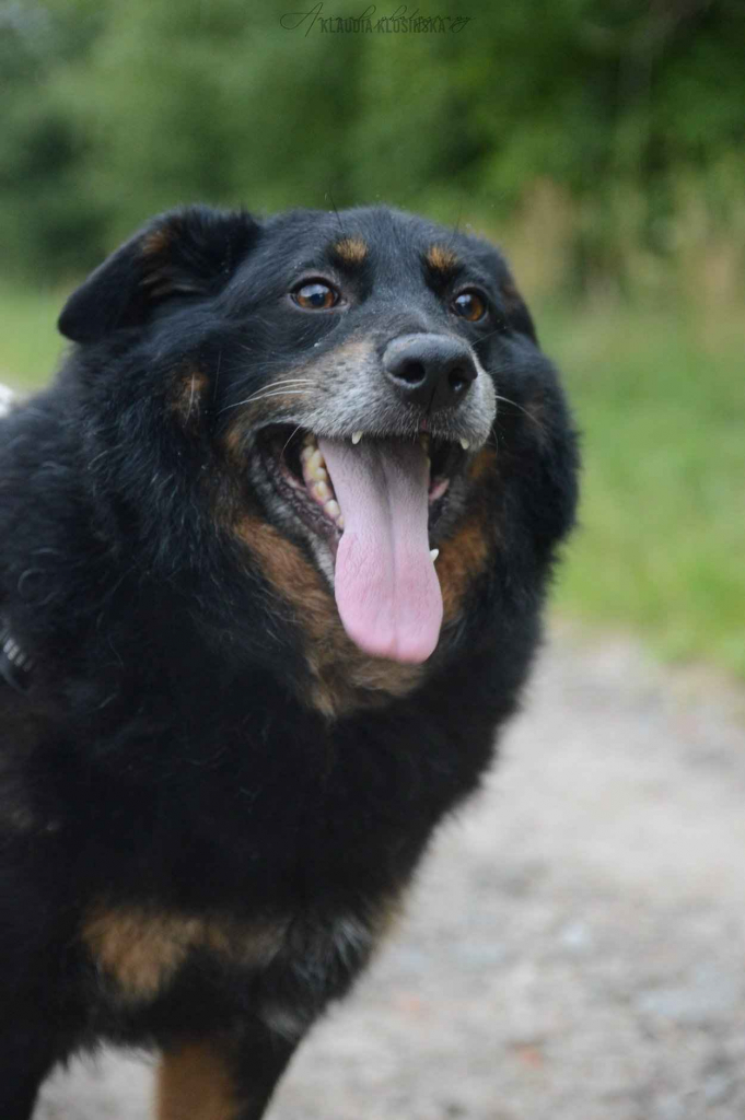 Dżeki - niekonfliktowy, wspaniały psiak szuka dom Olsztyn - zdjęcie 5