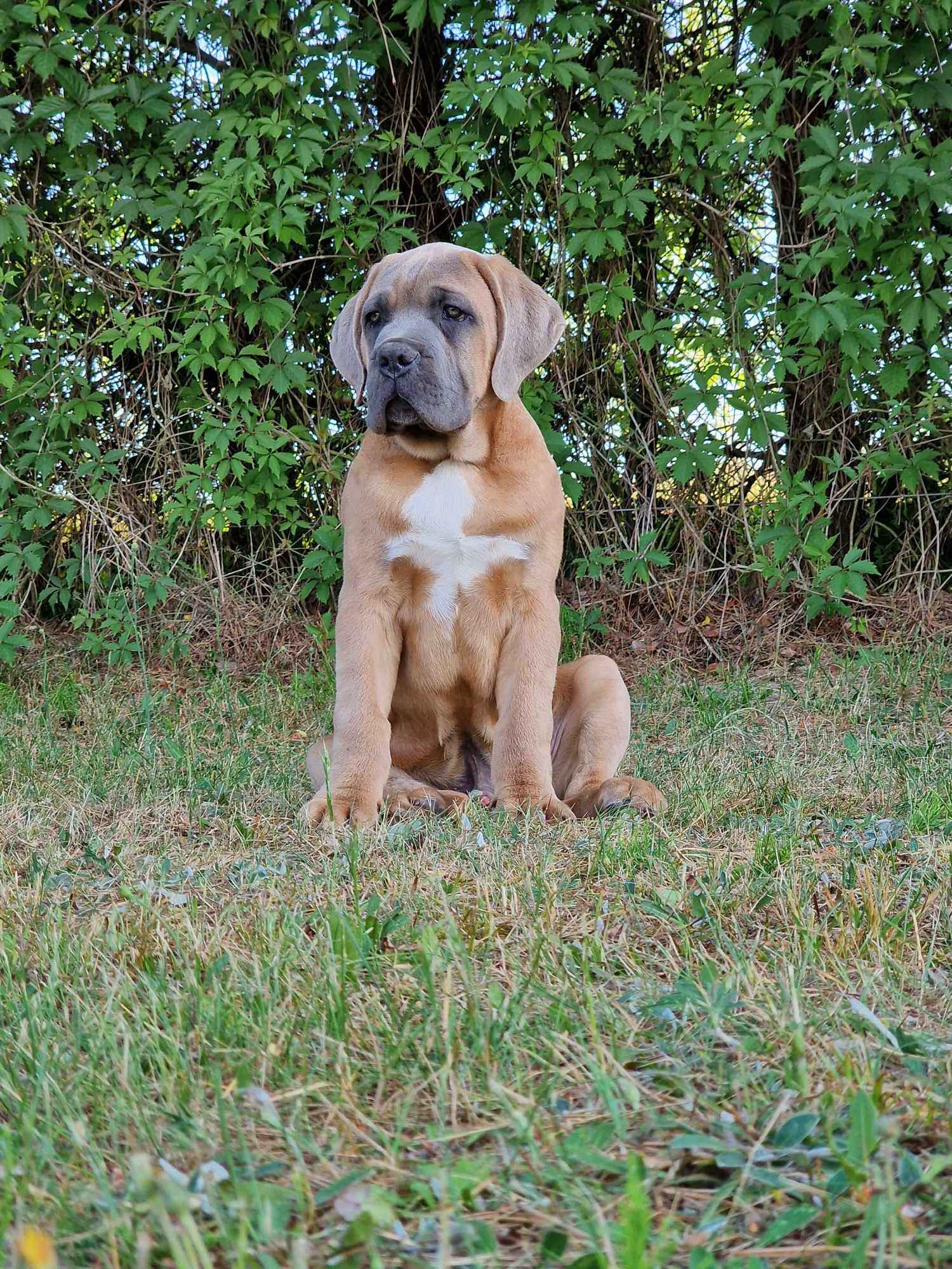 Cane Corso Italiano Puppies (FCI) Michów - zdjęcie 10