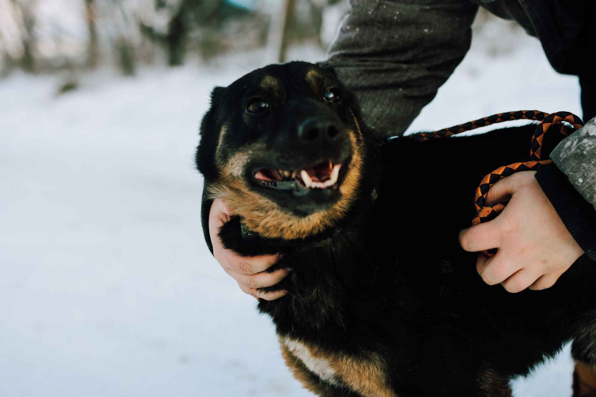 Red - cudowny, zwykły pies o niezwykłym sercu Olsztyn - zdjęcie 6