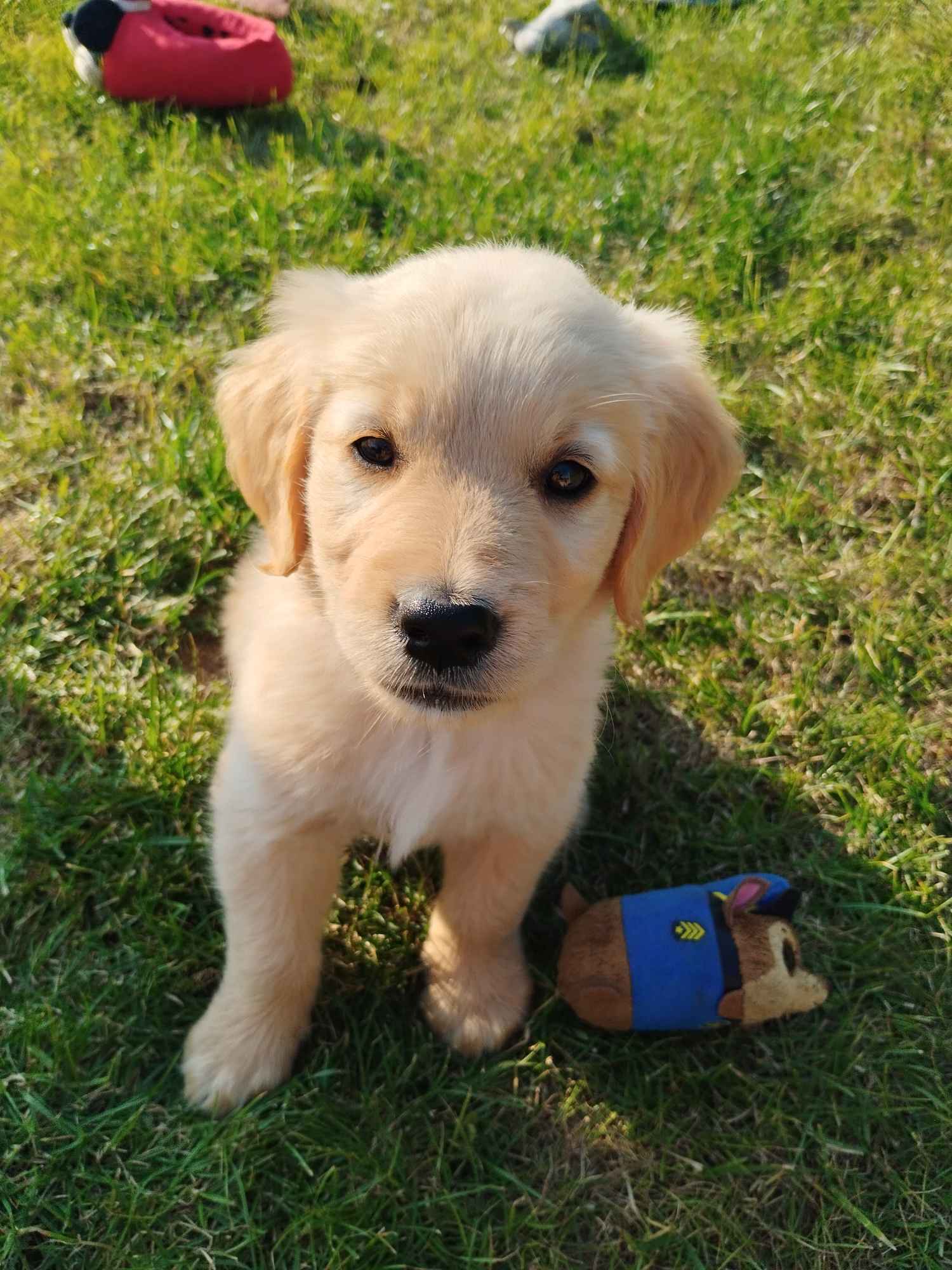 Golden Retriever Strzyżewice - zdjęcie 3