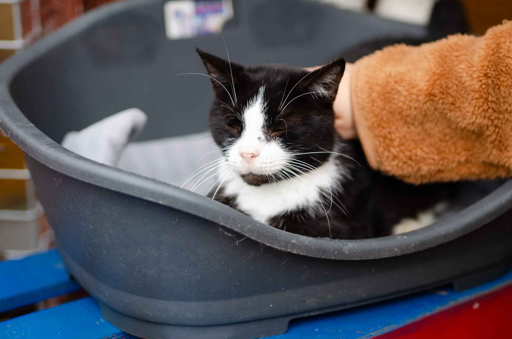 Sany - cudowny spokojny kot szuka domu! Olsztyn - zdjęcie 3