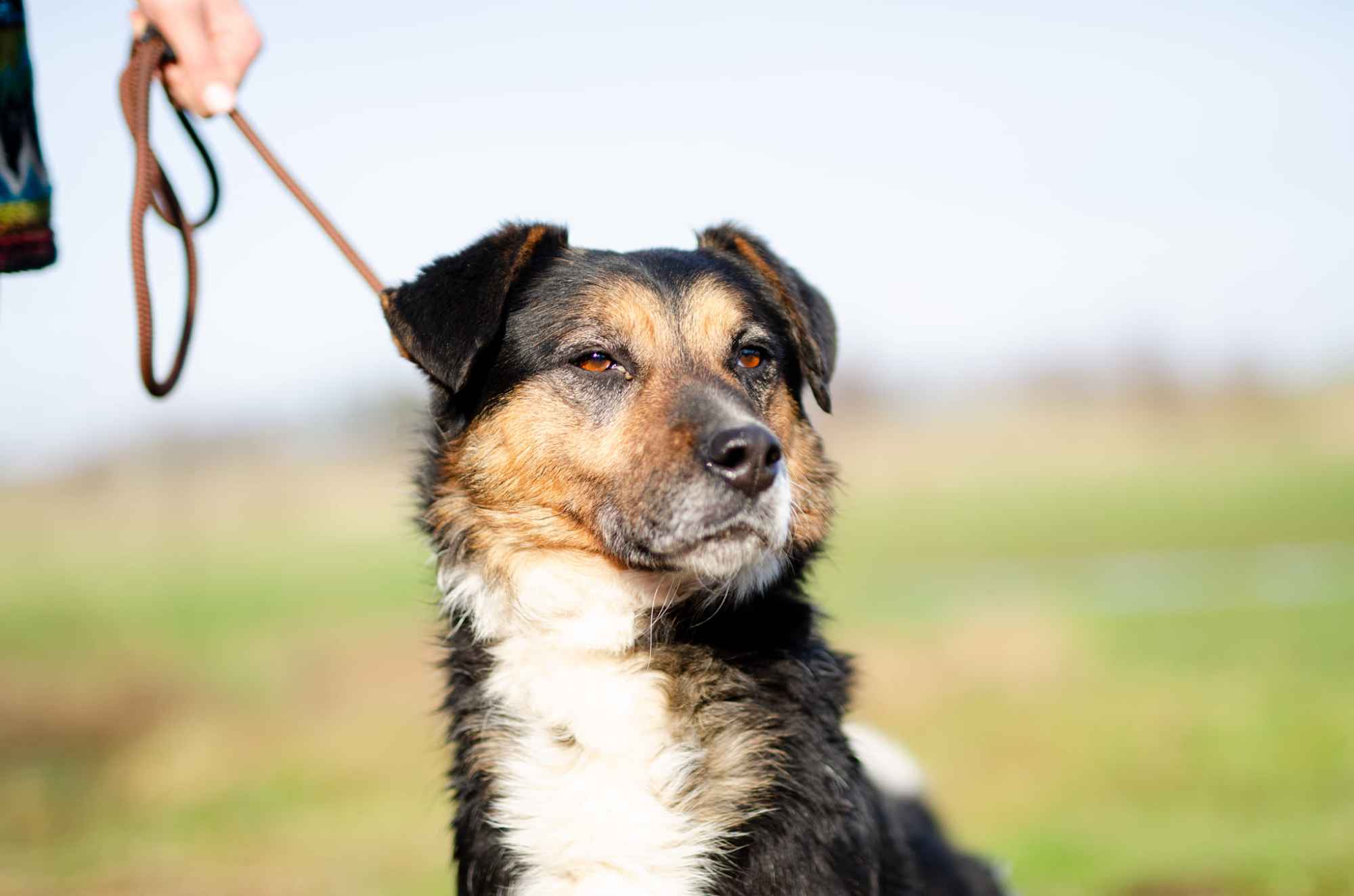Lewel - przyjazny tricolor szuka domu! Olsztyn - zdjęcie 1