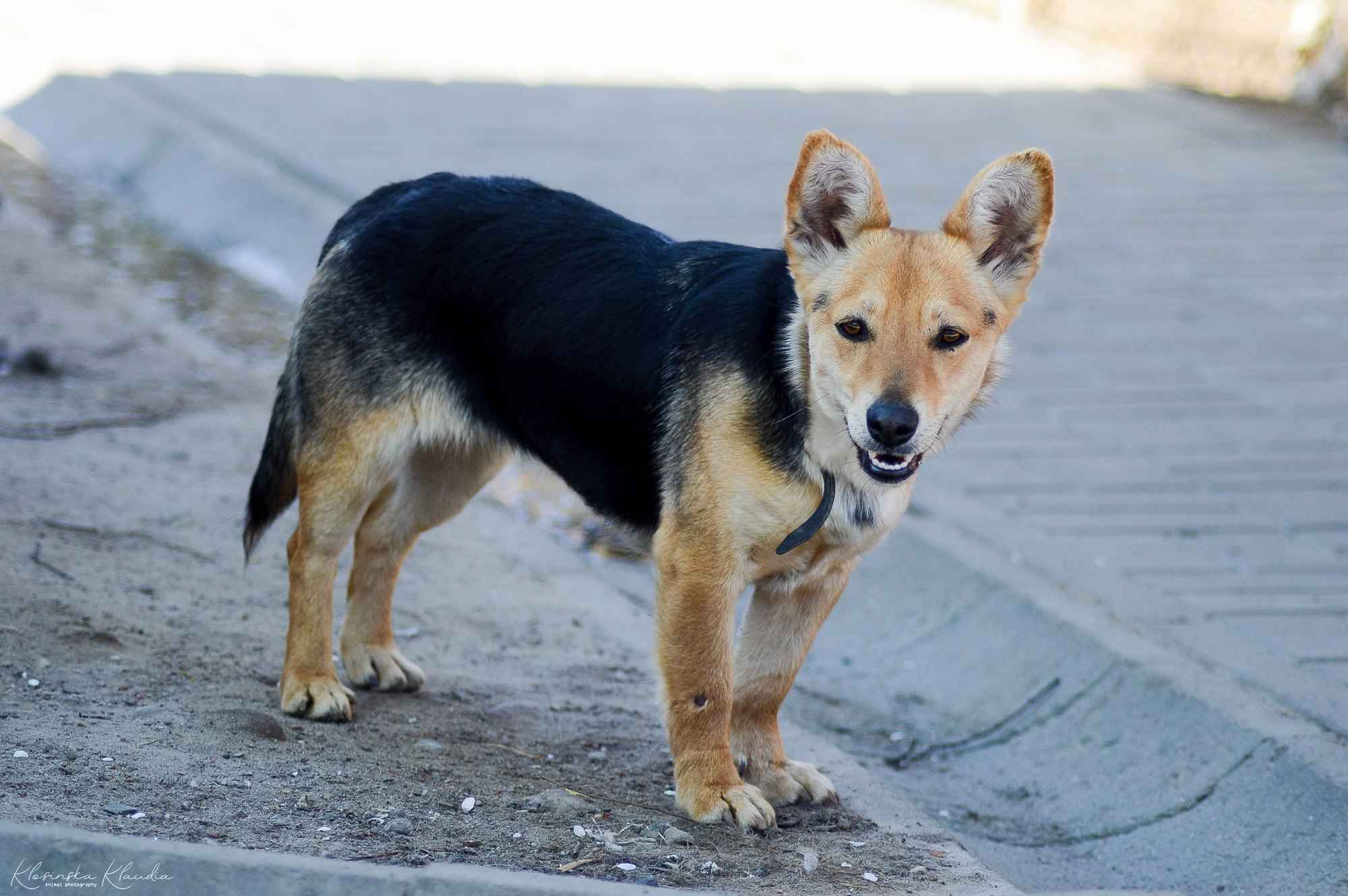 Zuzia - niewielka, delikatna sunia szuka domu! Olsztyn - zdjęcie 3