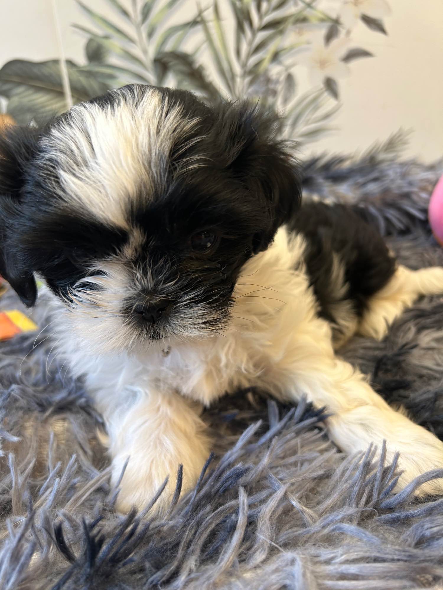 Szczeniak shihtzu Psie Pole - zdjęcie 11