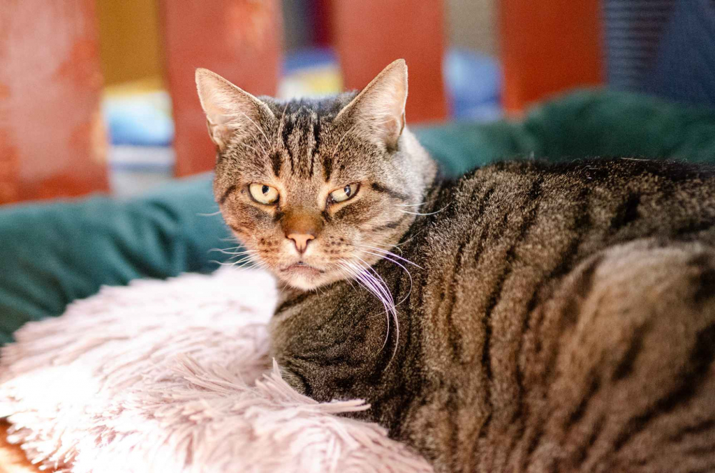 Ramzes - dorodny, spokojny kocur szuka domu! Olsztyn - zdjęcie 2