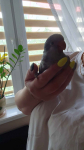 Papugi ręcznie karmione Pieniężno - zdjęcie 11