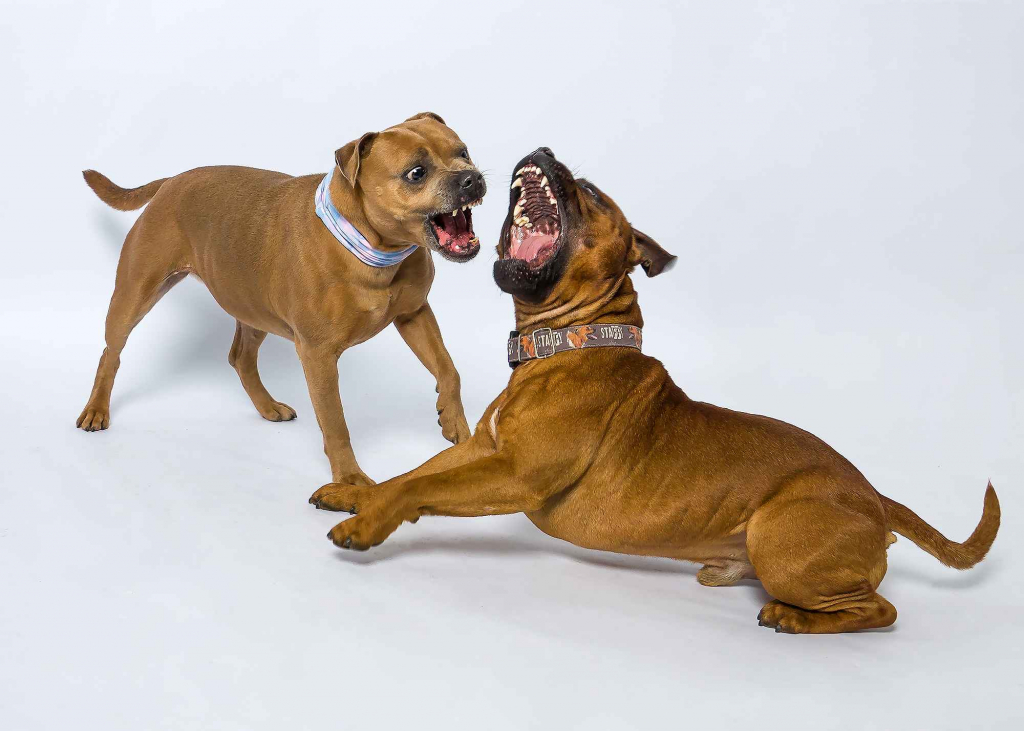 Fotografia studyjna z ulubionym zwierzakiem Wieliczka - zdjęcie 11