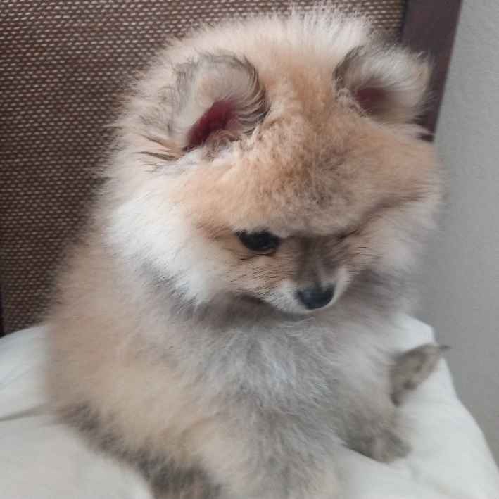 Szpic miniaturowy pomeranian Radomsko - zdjęcie 1