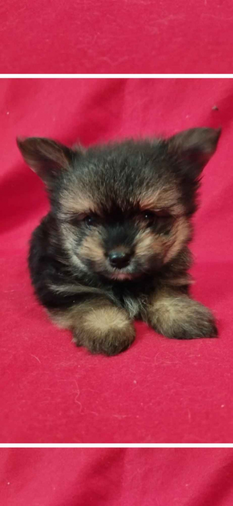 Szczeniaki Mieszańce szpica z yorkiem Wrocki - zdjęcie 7