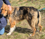 Sofi - pełna życia, wesoła, młodziutka sunia! Olsztyn - zdjęcie 4