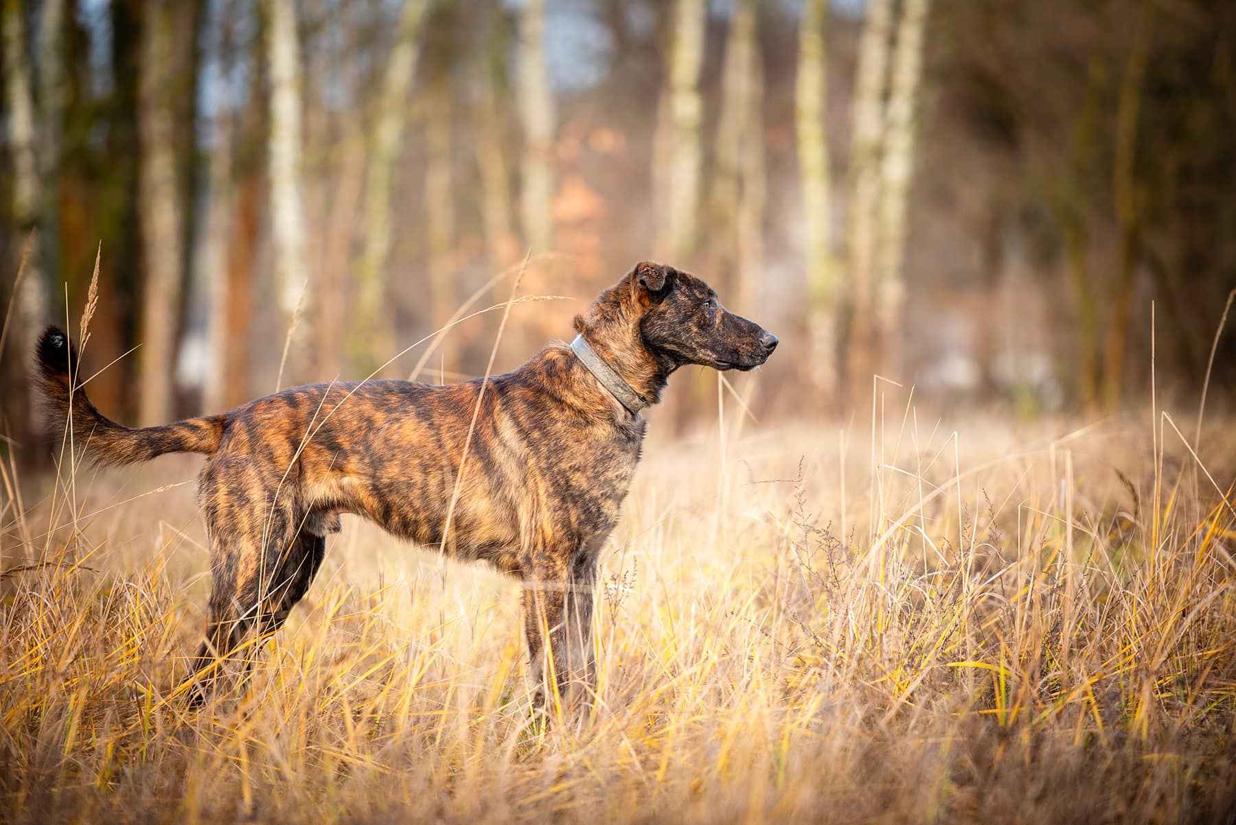 Blum - młody, wychowany z dziećmi, aktywny psiak! Olsztyn - zdjęcie 2