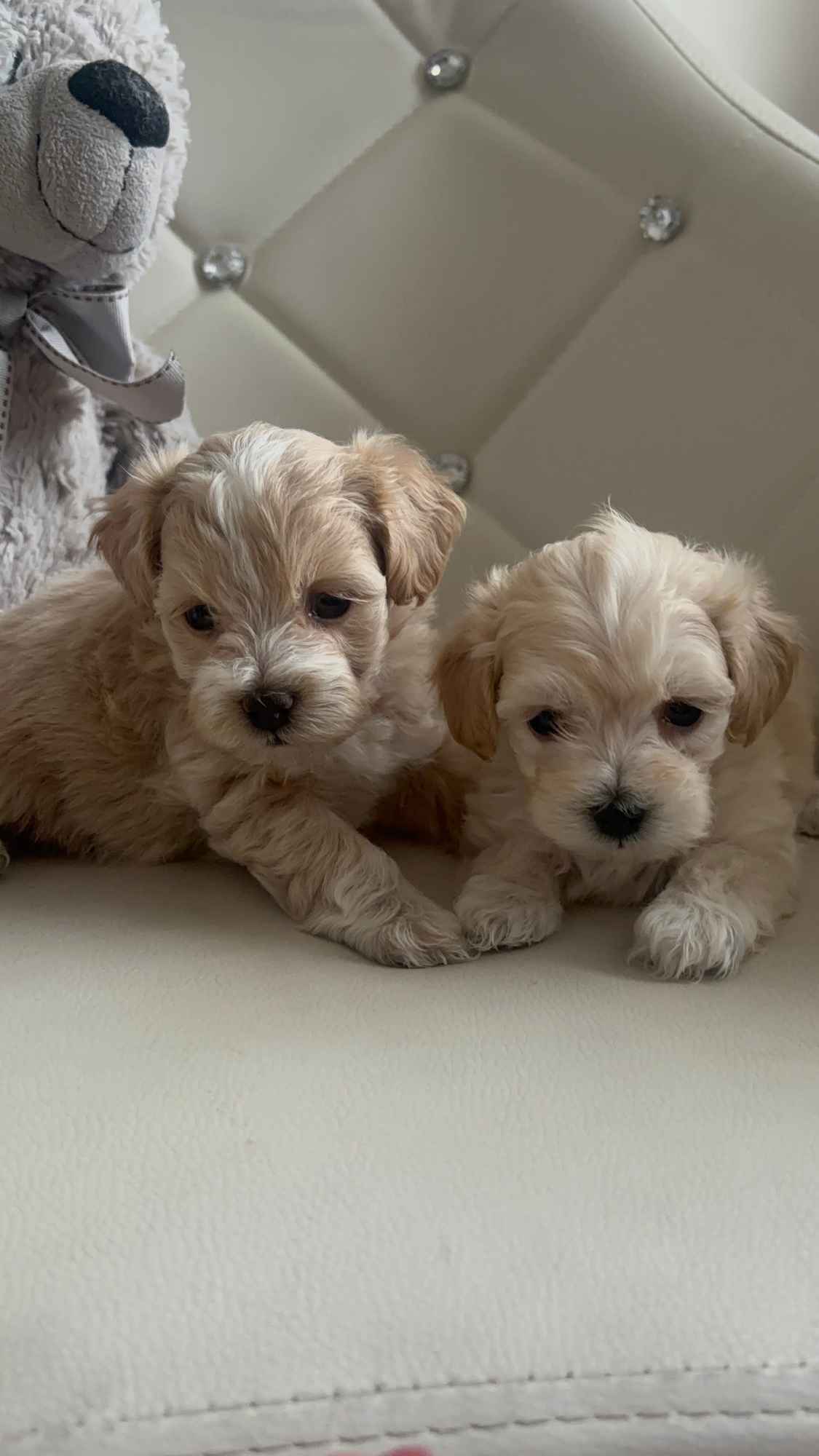 Maltipoo miniaturka 2 kg F1 Częstochowa - zdjęcie 6