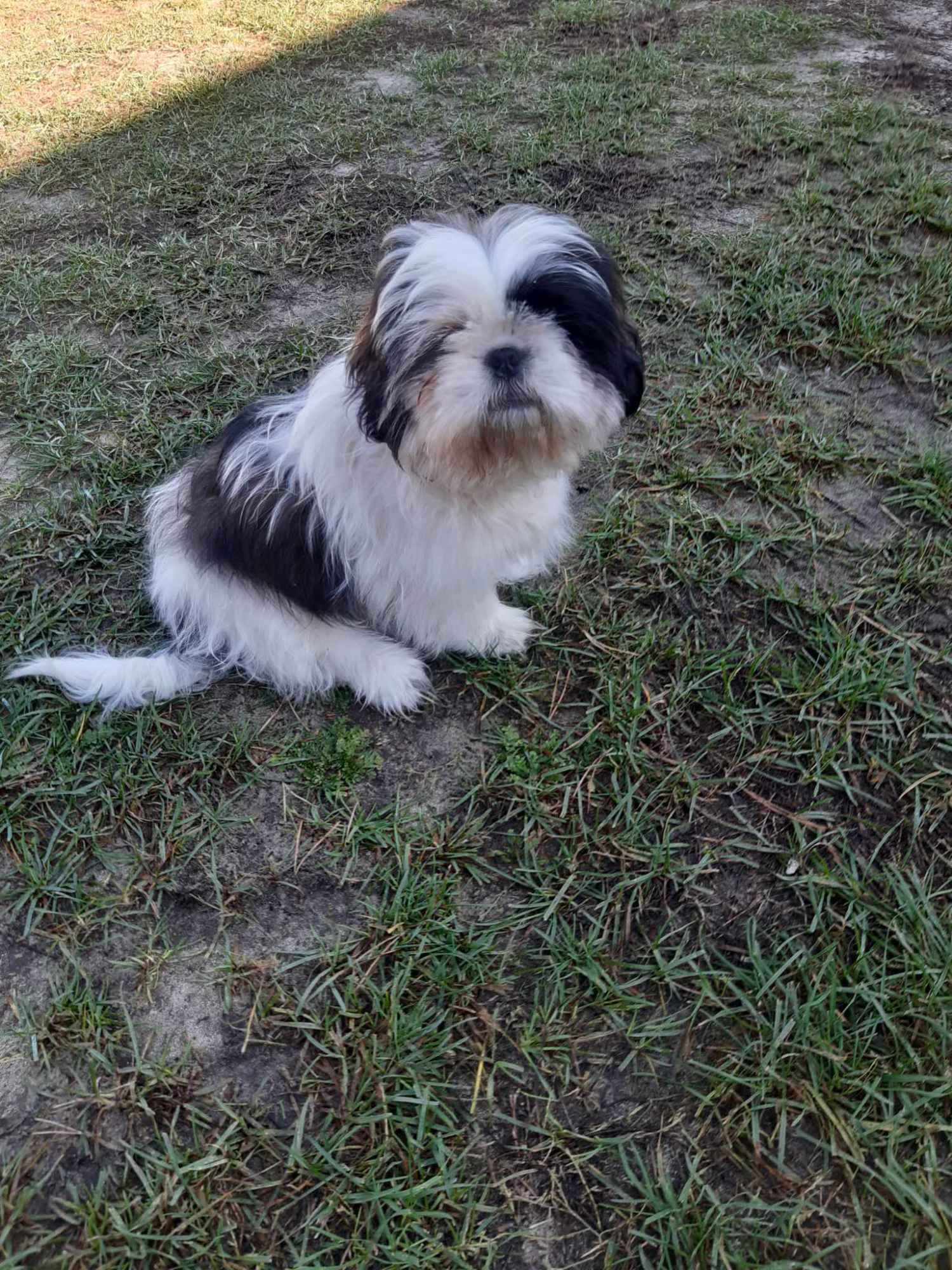 Szczeniak 4-miesięczny rasy shih tzu samiec Przedbórz - zdjęcie 1