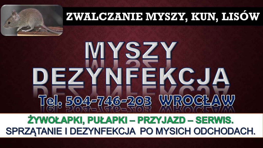 Likwidacja myszy, cennik, tel 504746203. Wrocław. Zwalczanie, usuwanie Psie Pole - zdjęcie 2