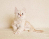 Prześliczny kocurek o rzadkim umaszczeniu Rodowód PZF/WCF Białystok - zdjęcie 4