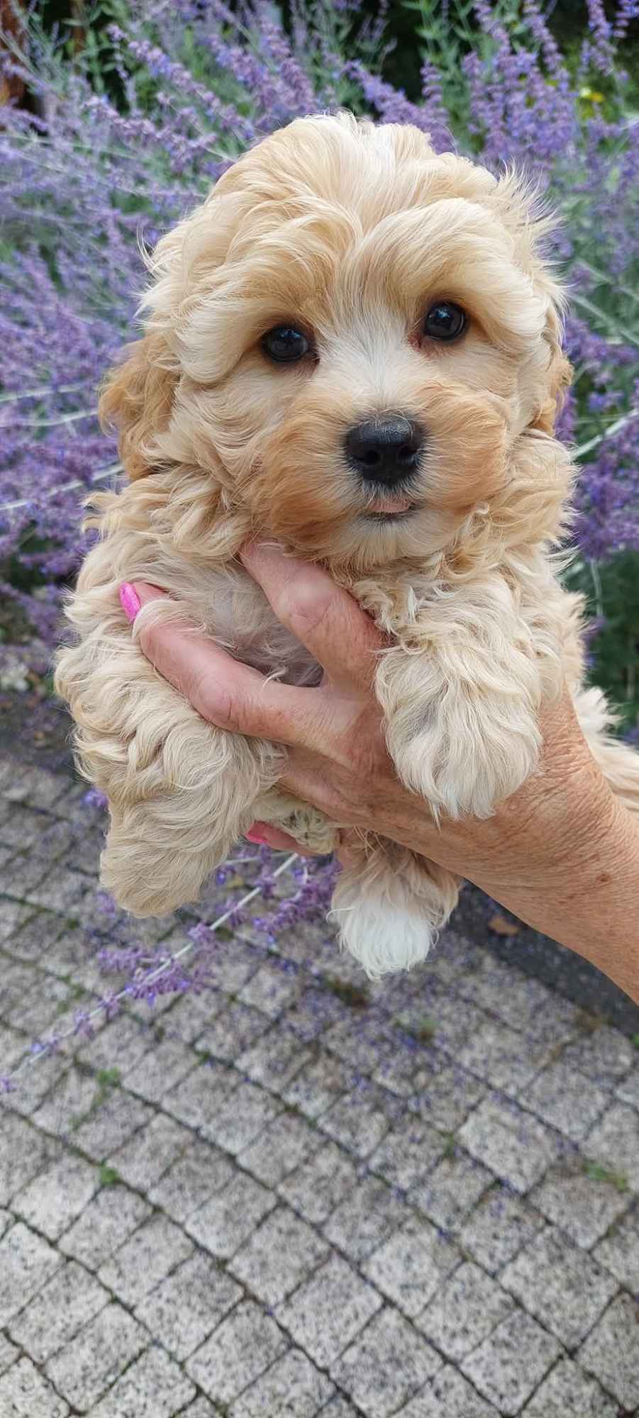 Szczeniaczek chłopiec Rosyjska Bolonka Kolorowa ZKwP FCI Daszewice - zdjęcie 4