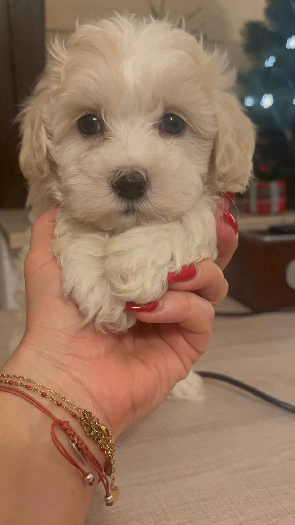 Maltipoo piesek biszkoptowy F1 Częstochowa - zdjęcie 2