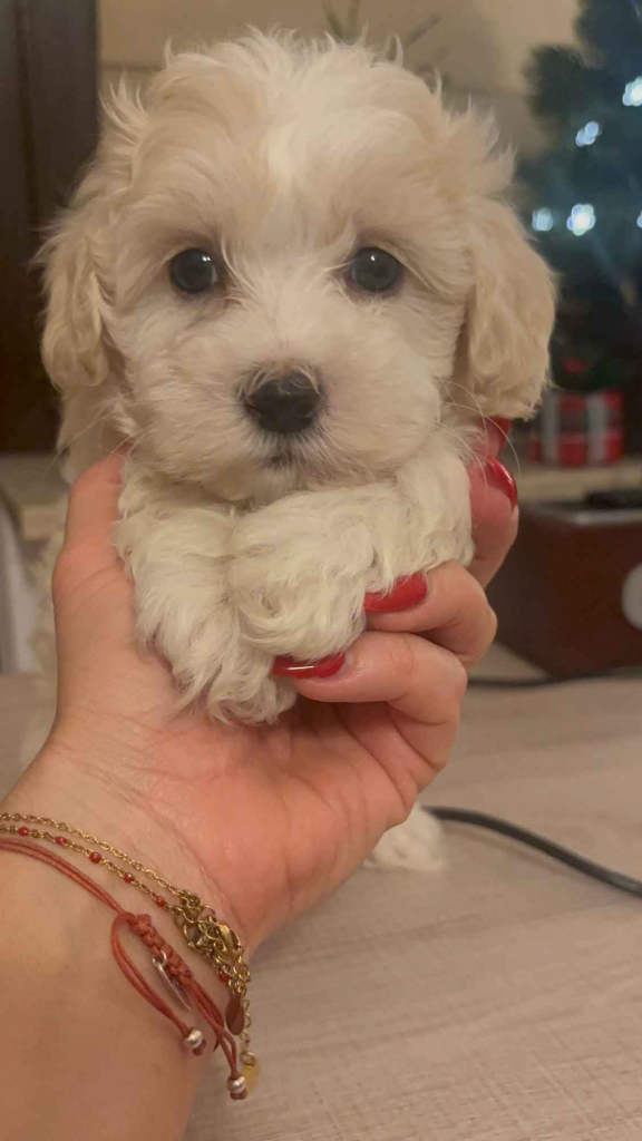 Maltipoo piesek biszkoptowy F1 Częstochowa - zdjęcie 2