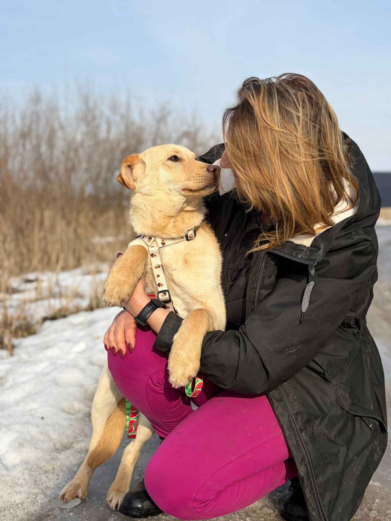 Goldi - wesoły szczeniak w typie labradora Olsztyn - zdjęcie 2