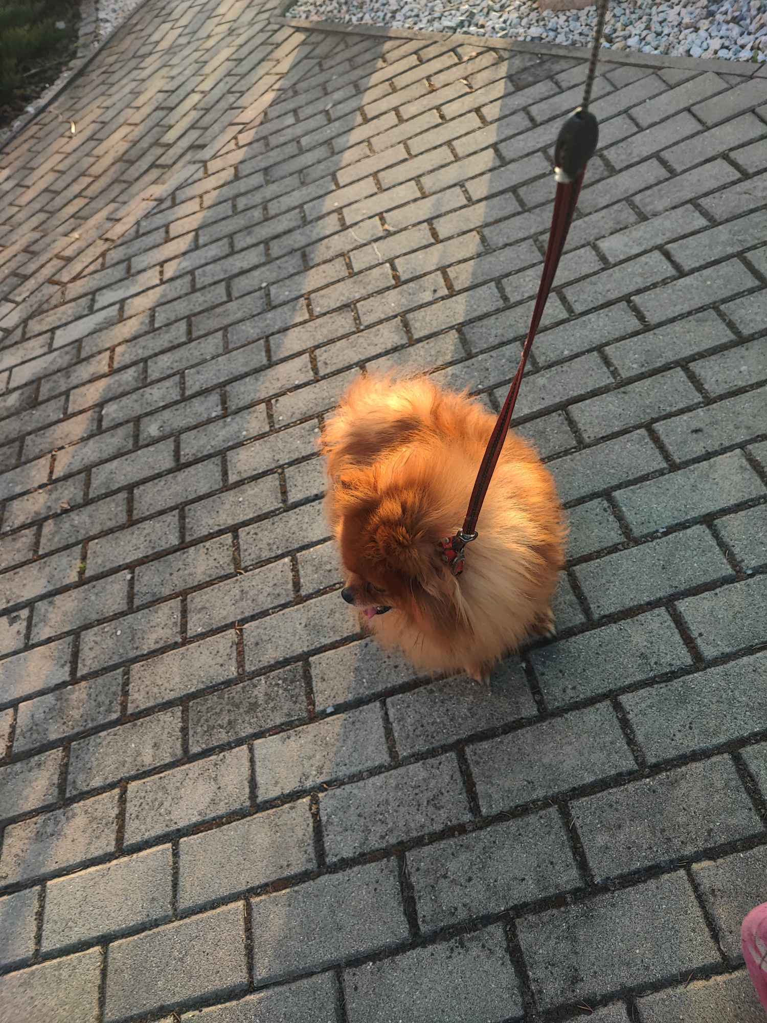 Pomeranian suczka dorosla Bolesławiec - zdjęcie 3