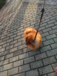 Pomeranian suczka dorosla Bolesławiec - zdjęcie 3