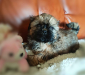 Shih tzu rasowe szczenięta Wałbrzych - zdjęcie 8