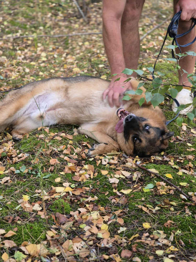Fantastyczny Lizak - niekonfliktowy, rodzinny psia Olsztyn - zdjęcie 4