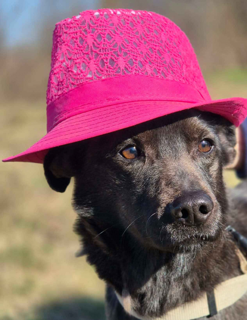 Czaruś - doświadczony przez życie psiak szuka pilnie domu! Olsztyn - zdjęcie 1