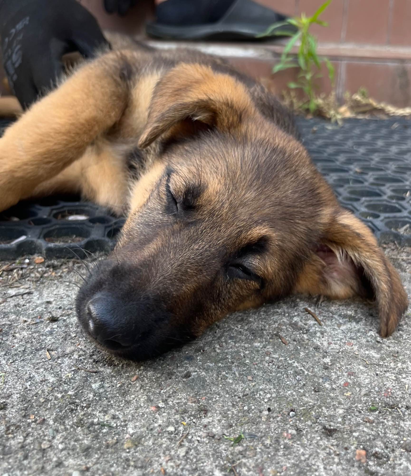 Słodka,kochana,mądra sunia szczeniak do adopcji.Zaszczepiona.Do oddani Janki - zdjęcie 7