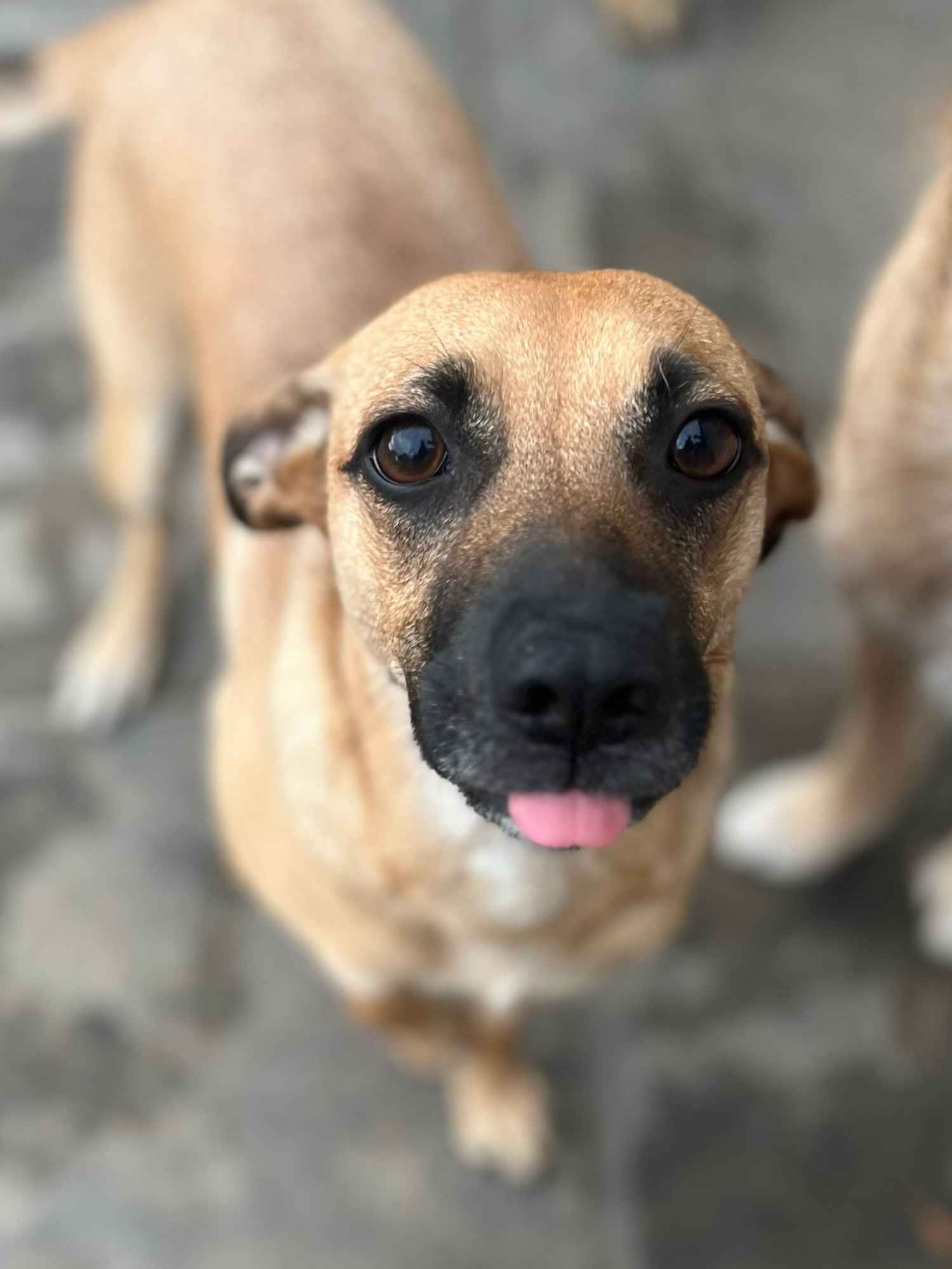 Dusia - filigranowa, kochana, fantastyczna sunia! Olsztyn - zdjęcie 4