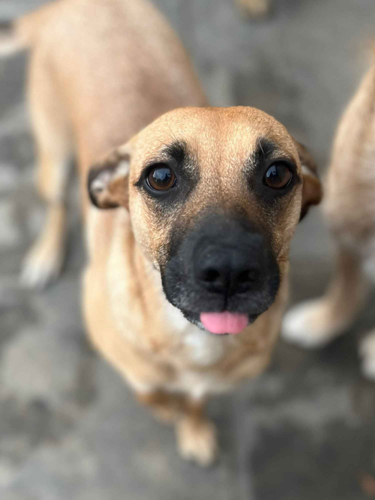 Dusia - filigranowa, kochana, fantastyczna sunia! Olsztyn - zdjęcie 4