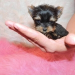 Szczenięta Yorkshire terrier miniaturowe dostępne już teraz.