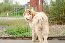 Drako - piękny malamut z wielką osobowością Olsztyn - zdjęcie 5