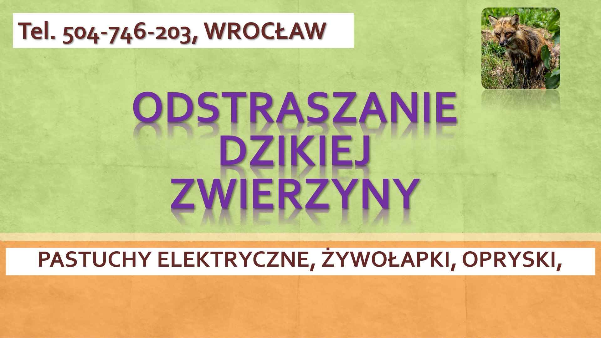 Odstraszanie dzikich zwierząt, Wrocław, kuna, sarna, lis, psy, koty, Psie Pole - zdjęcie 4