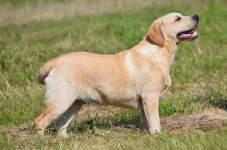 Labrador pies NEW AVALANCHE Passion DOg ZKwP/FCI Chotów - zdjęcie 3
