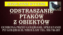 Odstraszanie ptaków, tel. 504-746-203. Wrocław. Płoszenie i odławianie Psie Pole - zdjęcie 2