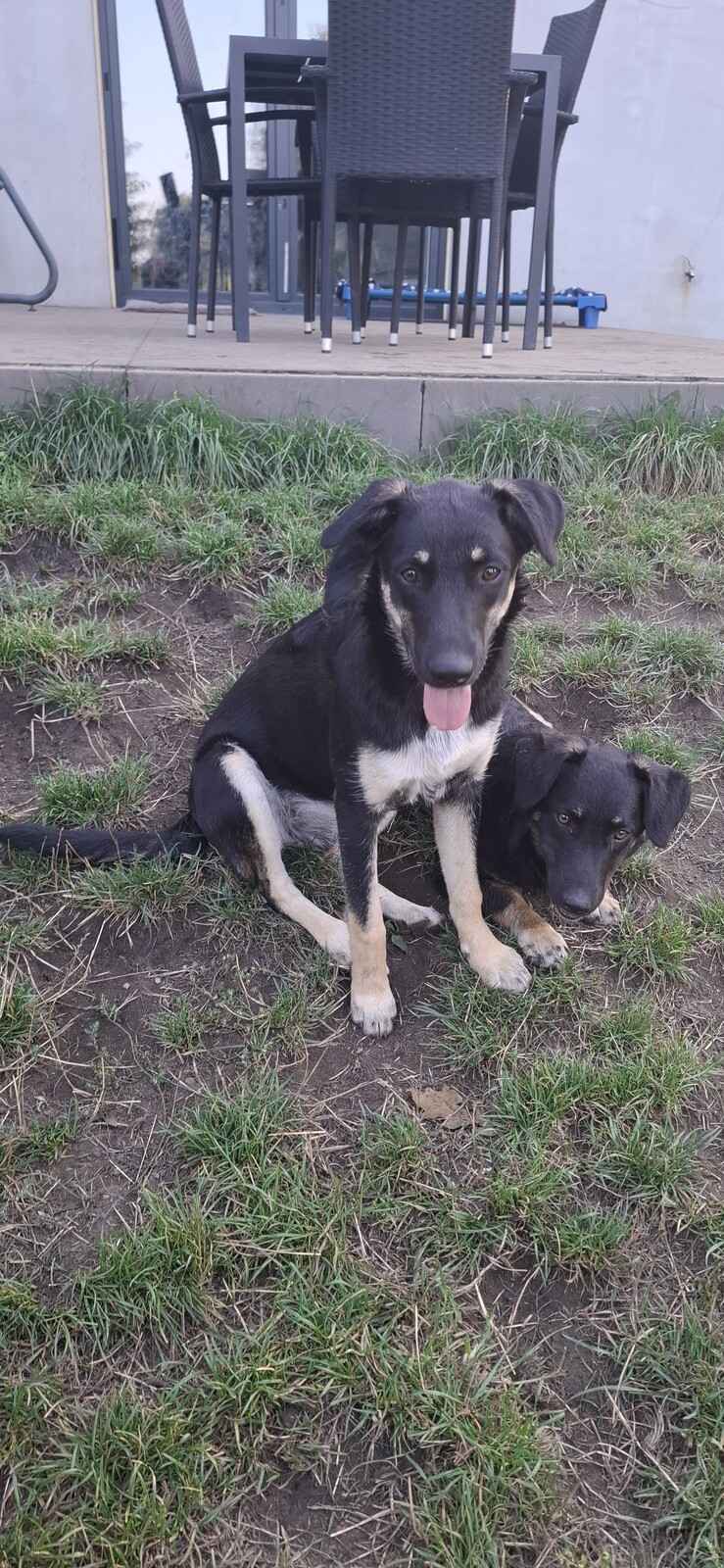 Tutka - sunia ideał, młoda, kotolubna, wesoła Olsztyn - zdjęcie 4