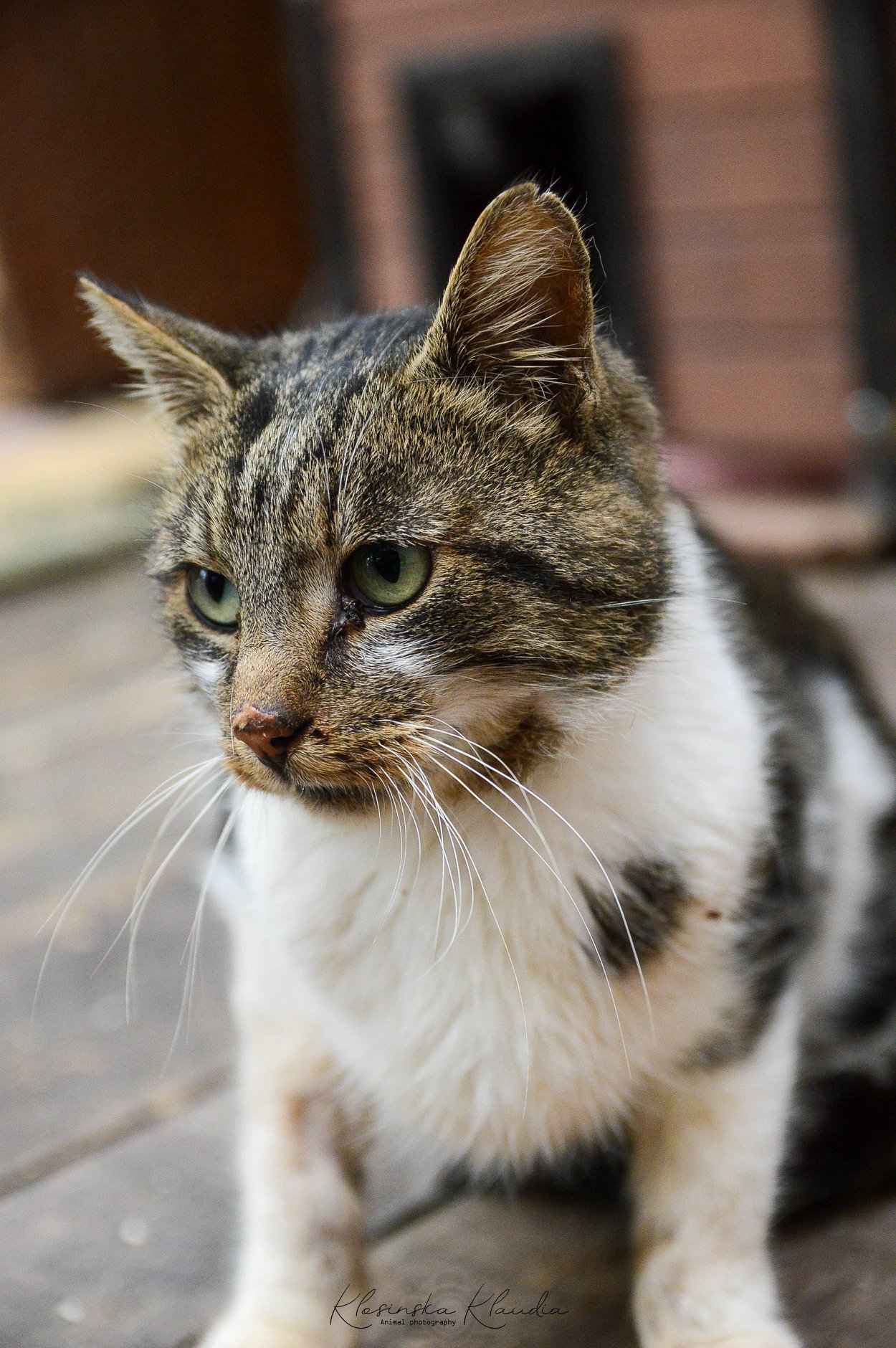 Lolek - ciekawski, fajny kocur szuka domu! Olsztyn - zdjęcie 4