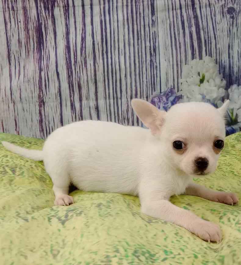 szczenięta chihuahua płci męskiej i żeńskiej Rembertów - zdjęcie 1