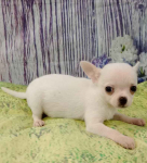 szczenięta chihuahua płci męskiej i żeńskiej