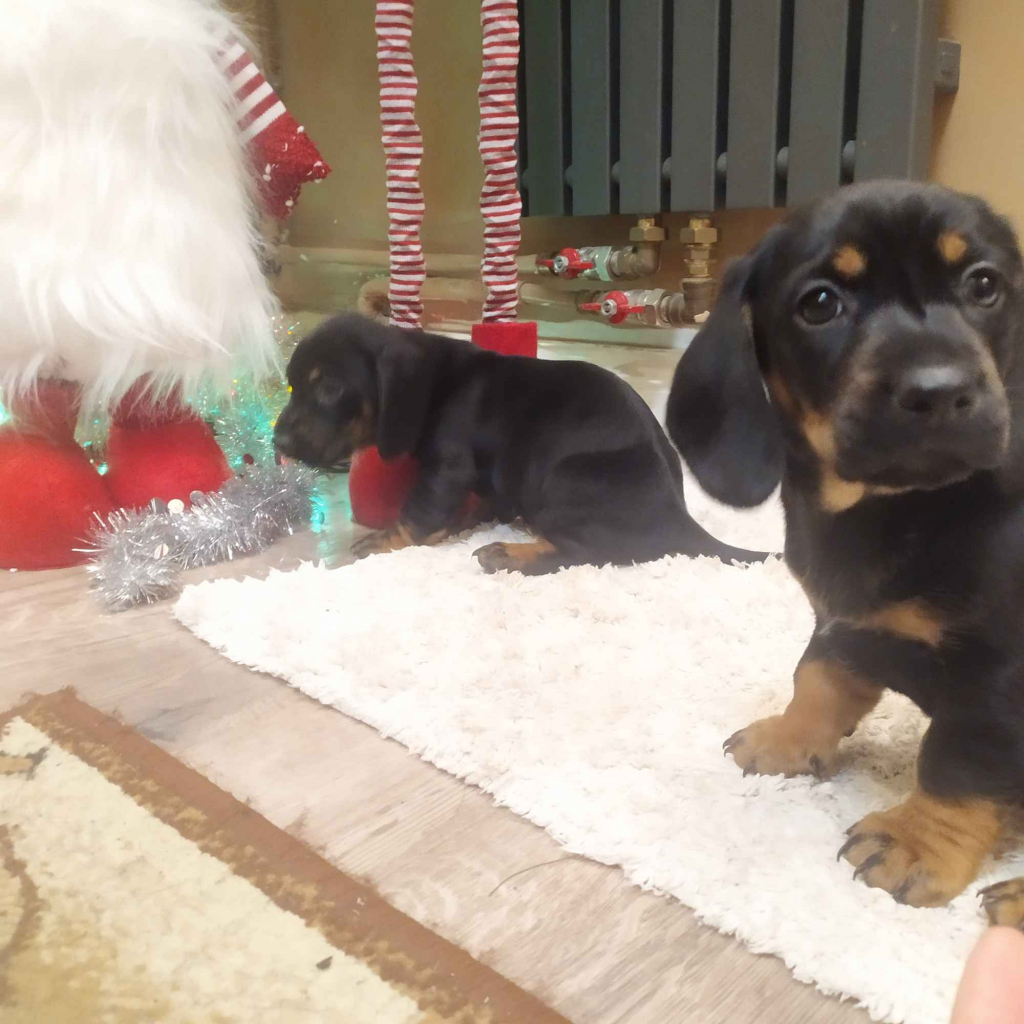 Jamnik jamniczki miniaturki statndard Turek - zdjęcie 1