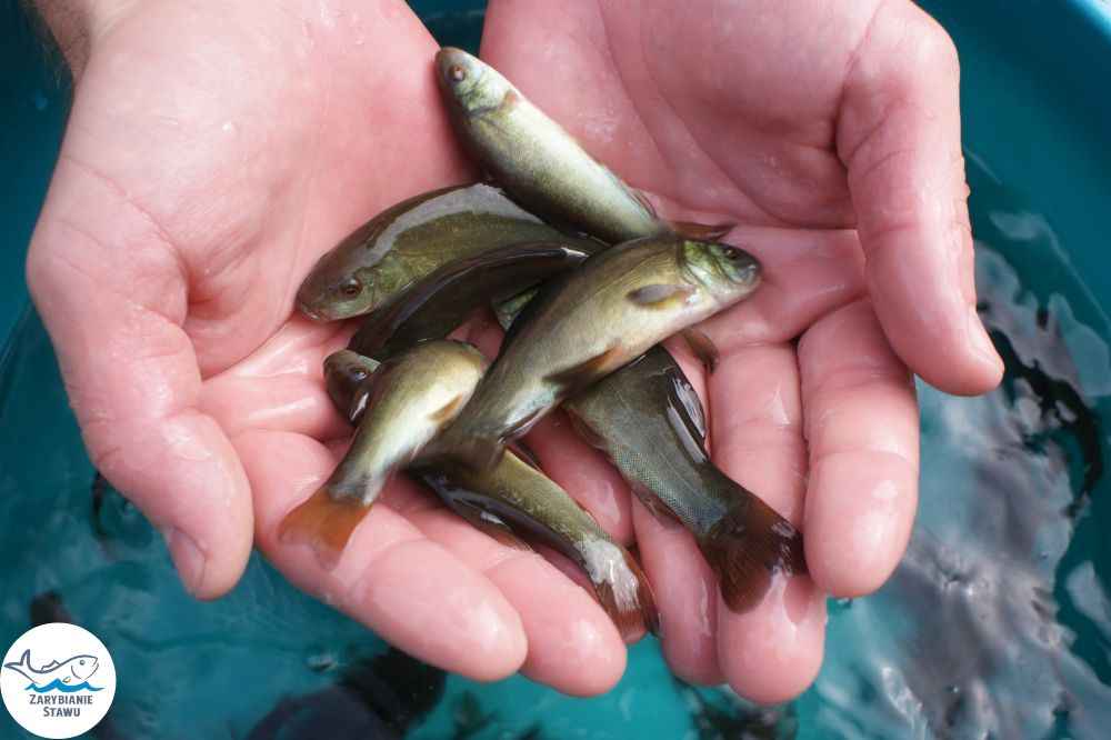 Narybek karp amur tołpyga (węgorz lin sum sandacz jesiotr) Biała Podlaska - zdjęcie 5