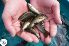 Narybek karp amur tołpyga (węgorz lin sum sandacz jesiotr) Biała Podlaska - zdjęcie 5