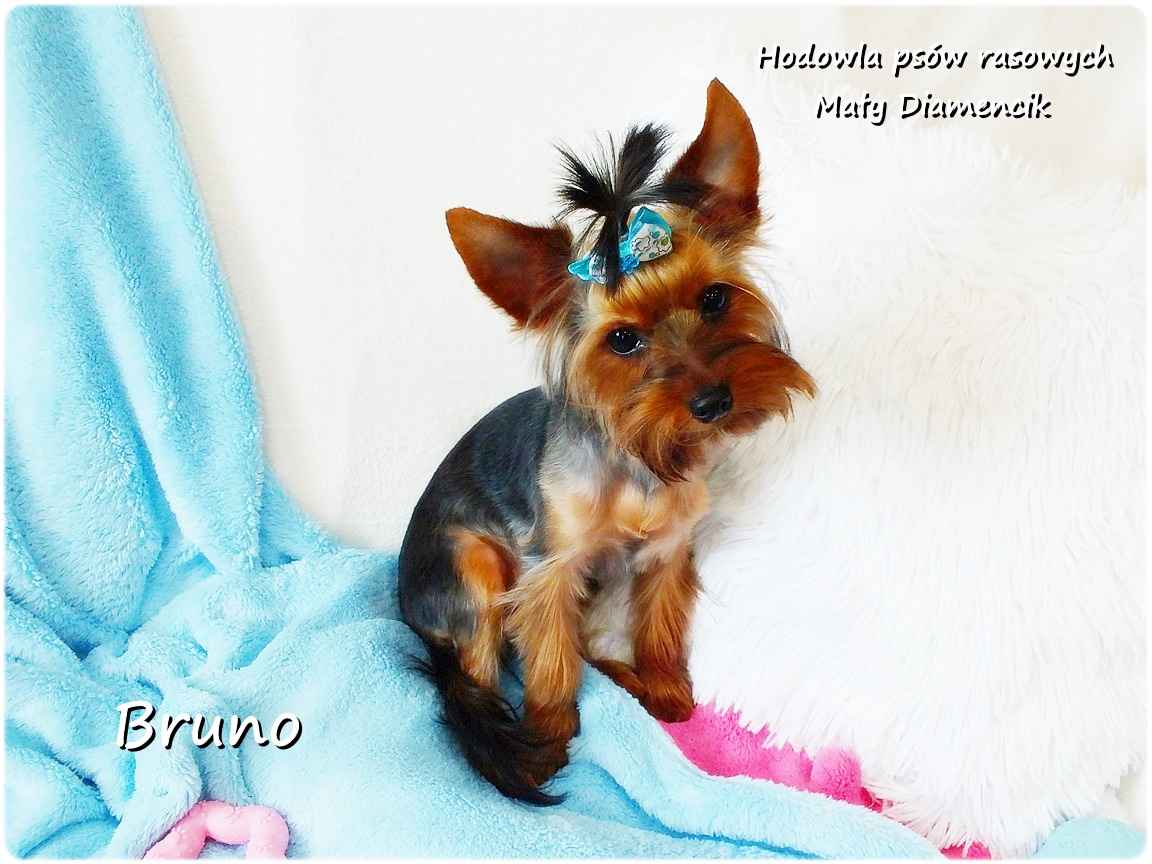 Yorkshire Terrier piesek York Bruno szczeniaczek 7-miesięcy Rodowód Żary - zdjęcie 7