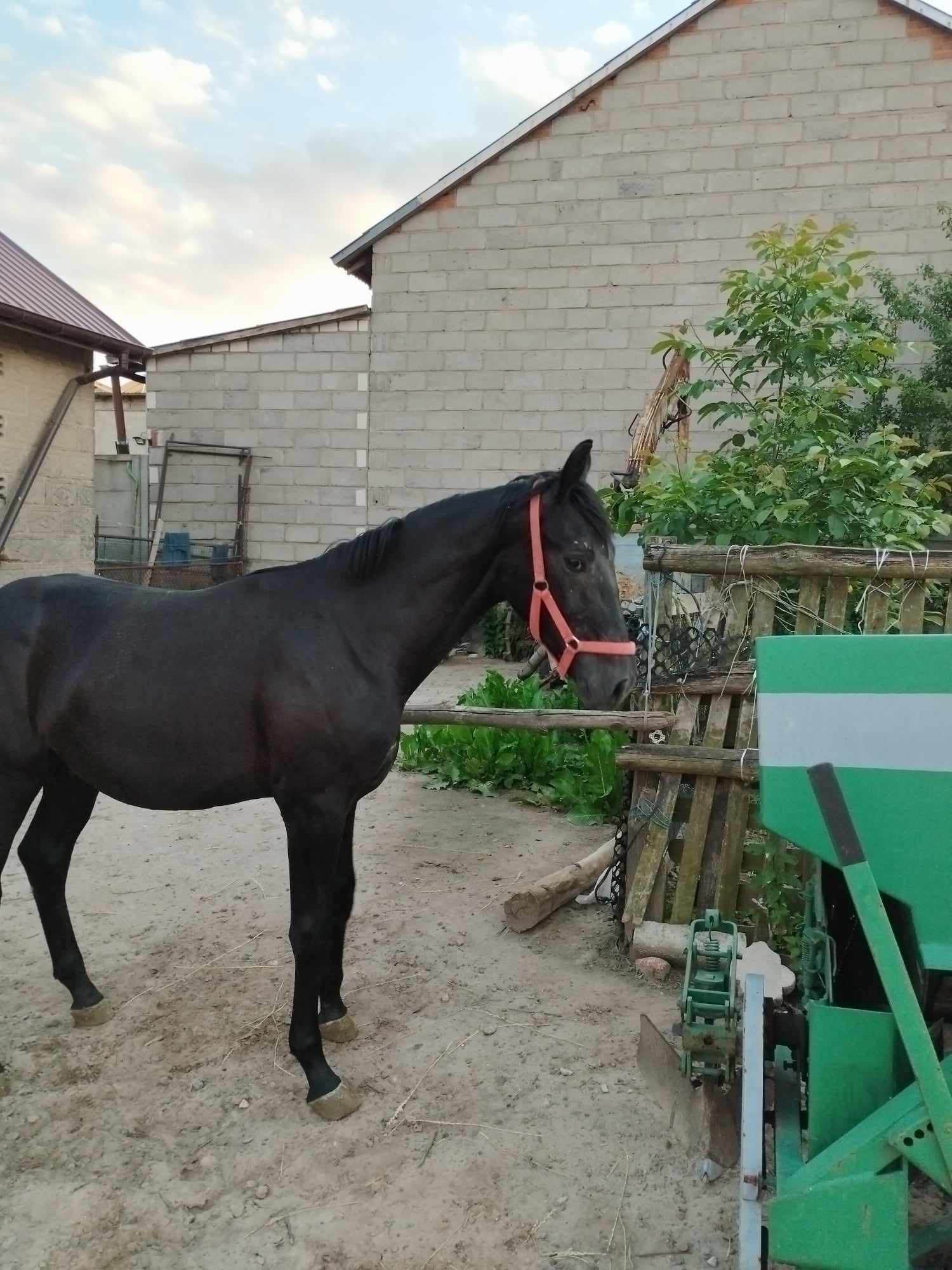 Sprzedam rocznego ogierka maści siwej Malanów - zdjęcie 1