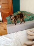 *Kotka 6 miesięcy szuka domku! Kodeń - zdjęcie 2