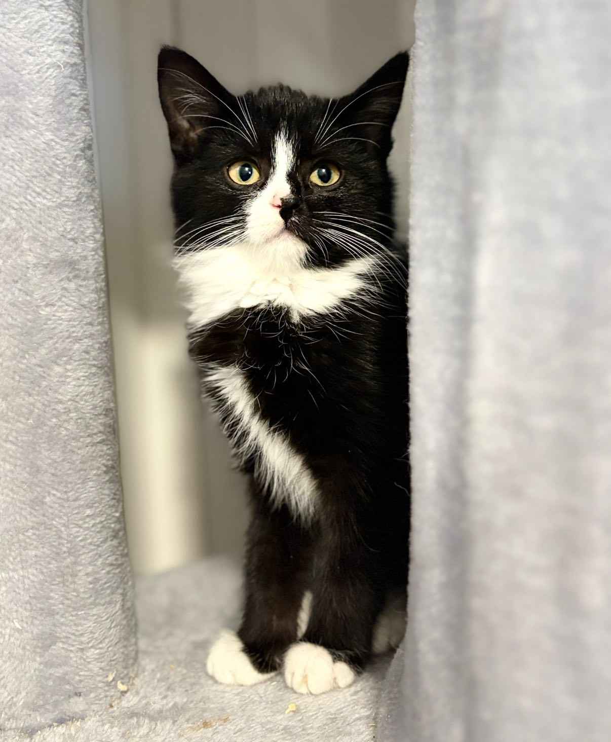 Loki - 4 miesięczny kociak szuka domu! Olsztyn - zdjęcie 2